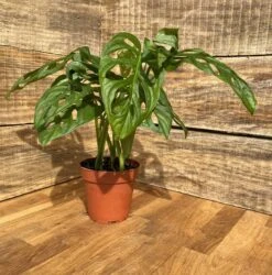 Monstera Adansonii Or Swiss Cheese Wide Leaf 4" Pot Live Plant