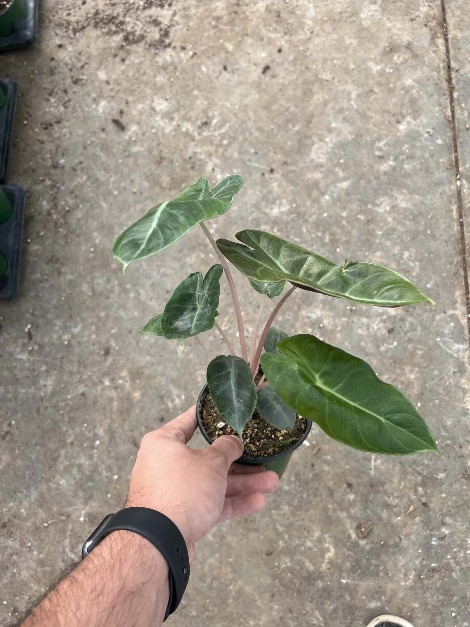 4” Alocasia Pink Dragon 4 4” Alocasia Pink Dragon - Image 2