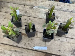 African Milk Tree Or Euphorbia Trigona Rubra Red Live Starter Suc -Cheap Plantly Store 7DA69BC5 0909 4895 AA49 956210D1A068 1 201 a