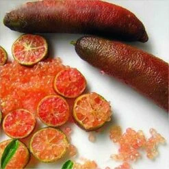 Red Finger Lime Grafted Citrus Tree. 2 Feet Tall. -Cheap Plantly Store 7F3836A4 9E57 4AB4 8989 5C51EC88548C
