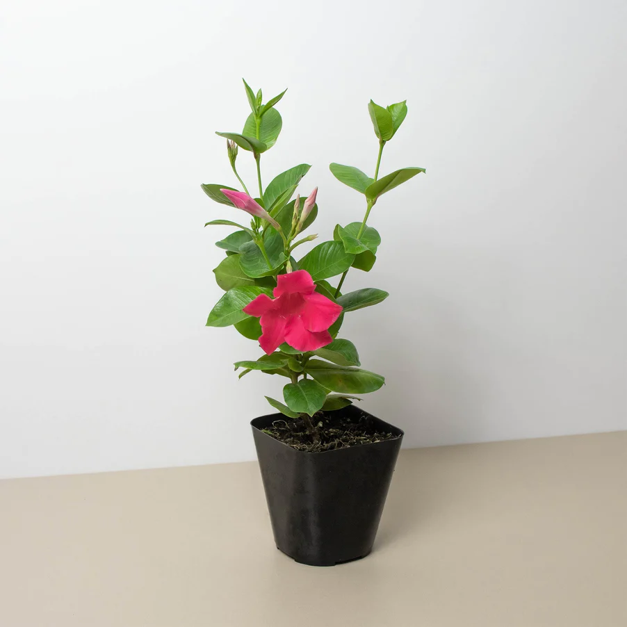 Hot Pink Mandevilla | Dipladenia | Flowering Houseplant 3 Hot Pink Mandevilla | Dipladenia | Flowering Houseplant