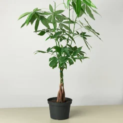 Braided Money Tree | Pachira Aquatica | Exotic Houseplants -Cheap Plantly Store 8 MONEYTREE 1 938x938 1