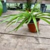 Spider Plant Or Airplane Plant Chlorophytum Comosum 2.5 Inch Tall 1 Spider Plant Or Airplane Plant Chlorophytum Comosum 2.5 Inch Tall -Cheap Plantly Store 800CDA80 91B4 4467 B1F0 DBF9AF05E747 1 201 a