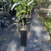 Ponderosa Lemon Grafted Tree 3 Feet Tall. Free Shipping -Cheap Plantly Store 8175E87F 4E4C 44B8 BB41 07BFFDB69441 rotated 1