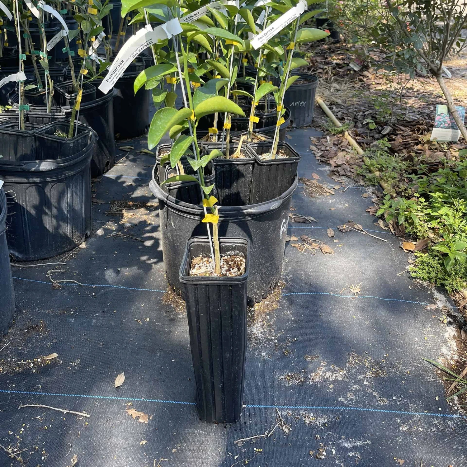 Ponderosa Lemon Grafted Tree 3 Feet Tall. Free Shipping 3 Ponderosa Lemon Grafted Tree 3 Feet Tall. Free Shipping