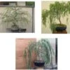 Bonsai Willow Tree Bundle - 3 Large Trunk Bonsai Tree Cuts - Get One Each Weeping, Australian, Dragon - Ready To Plant - Indoor/Outdoor Bonsai Tree's