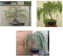 Bonsai Willow Tree Bundle - 3 Large Trunk Bonsai Tree Cuts - Get One Each Weeping, Australian, Dragon - Ready To Plant - Indoor/Outdoor Bonsai Tree's