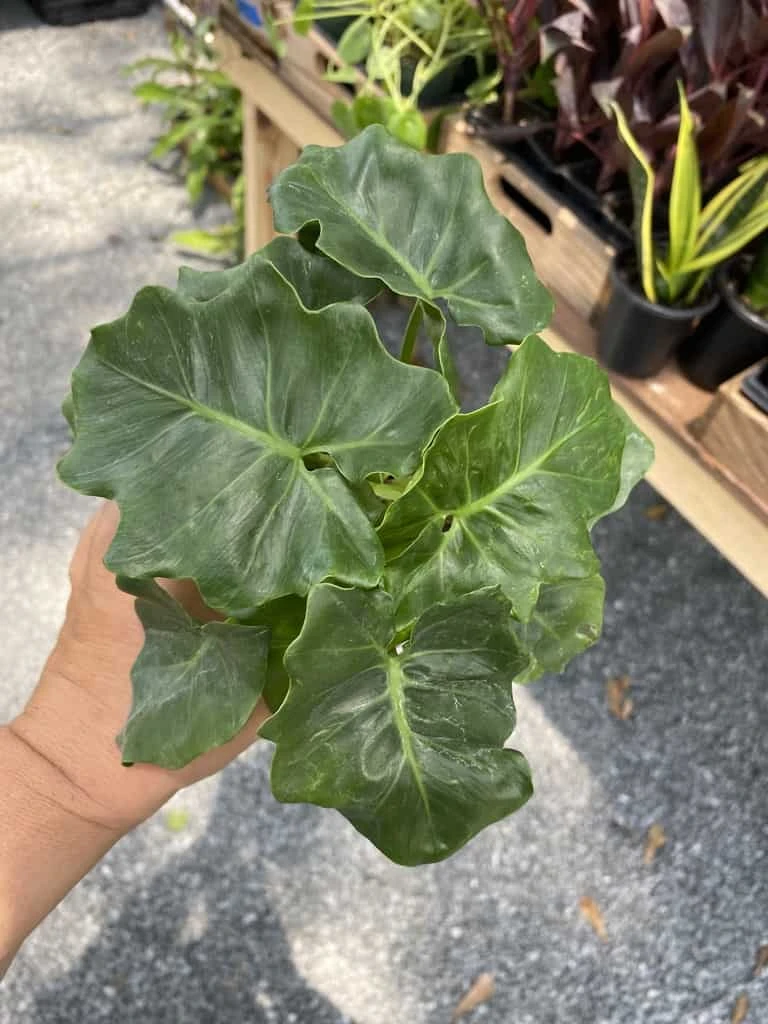 Philodendron Atom Or Thaumatophyllum Bipinnatifidum 4" Pot Live P 10 Philodendron Atom Or Thaumatophyllum Bipinnatifidum 4" Pot Live P - Image 8