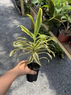 Dracaena Song Of India 4" Pot Live Plant -Cheap Plantly Store 82B2FC4E 3159 4C64 9727 14267759DCA0 1 105 c 1