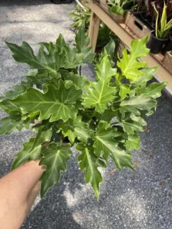 Philodendron Selloum Little Hope 6" Pot Live Plant -Cheap Plantly Store 845A94E1 6766 4590 B152 BA9AF222D265 1 105 c