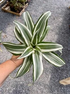 Dragon Tree Or Dracaena Warneckii White Jewel 4" Pot Live Plant -Cheap Plantly Store 85341B9A F296 4C33 AD9B 9F8A25394D2B 1 105 c