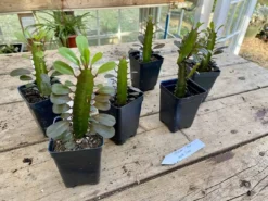 African Milk Tree Or Euphorbia Trigona Rubra Red Live Starter Suc -Cheap Plantly Store 85C7DBBB 2EB4 44F2 861E E2FEC0C90BC9 1 201 a 1