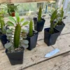 African Milk Tree Or Euphorbia Trigona Rubra Red Live Starter Suc -Cheap Plantly Store 85C7DBBB 2EB4 44F2 861E E2FEC0C90BC9 1 201 a