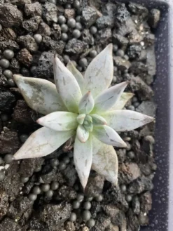 Ungelica “Devils Claw”