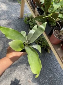 Fern Staghorn Or Platycerium Bifurcatum Netherlands 4 Inch Pot Live Plant 25 Fern Staghorn Or Platycerium Bifurcatum Netherlands 4 Inch Pot Live Plant -Cheap Plantly Store 878699CC 4AA7 49CD A40D F4D584CC24B7 1 105 c