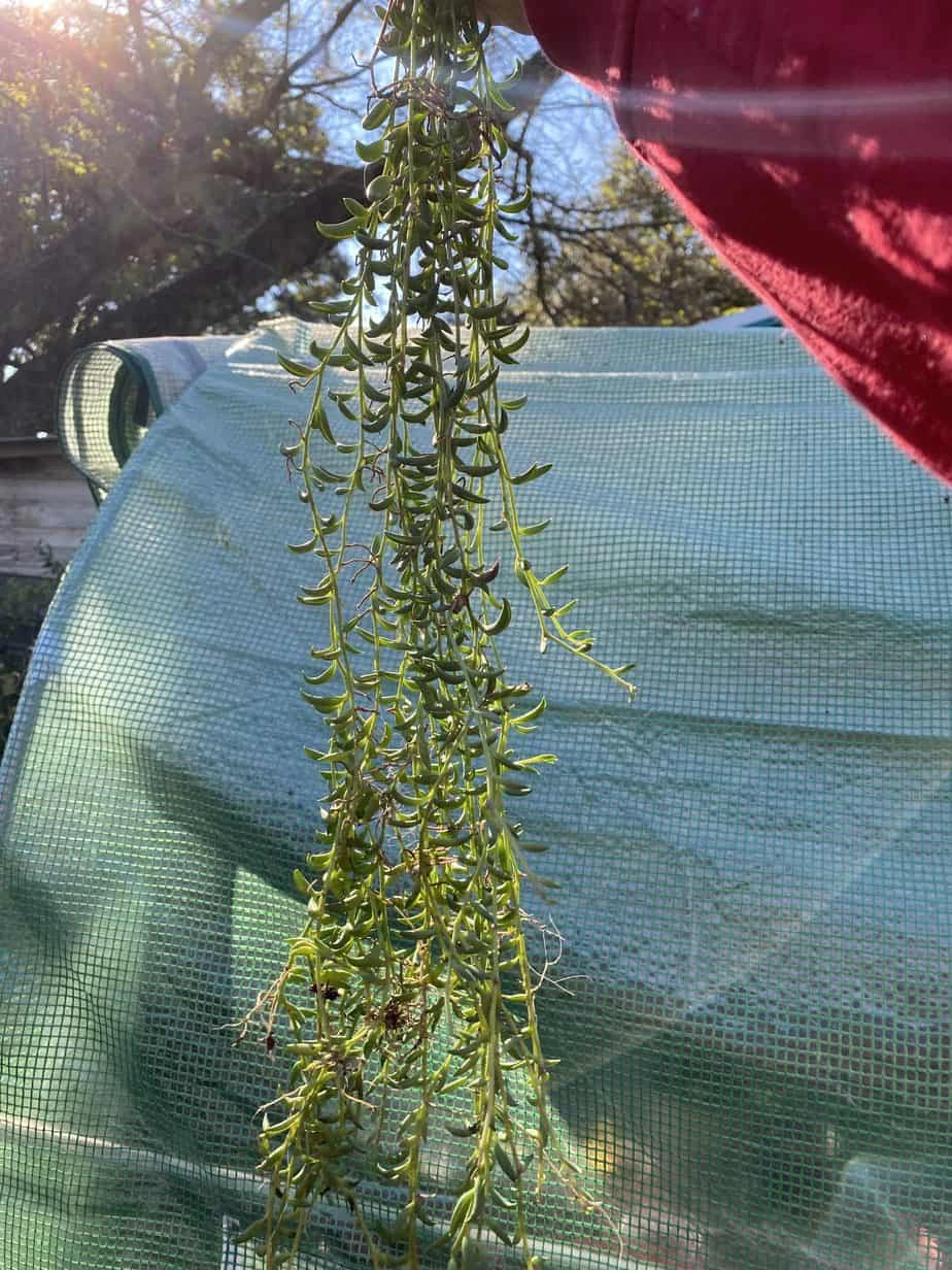 String Of Bananas! 6 String Of Bananas! - Image 4