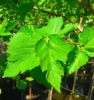 King Mulberry 6 King Mulberry - Image 4