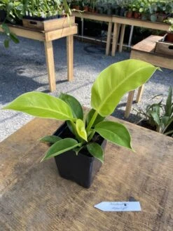 Philodendron Moonlight 2.5 Inch Tall Pot Starter Plant -Cheap Plantly Store 883FB864 43C1 47C0 9B4D FAAADFFE1AF4 1 105 c