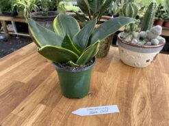 Snake Plant Or Sansevieria Black Gold 4" Pot Live Plant -Cheap Plantly Store 8A5133BC 7D4E 4BD9 AB78 15A9769AE45D 1 105 c