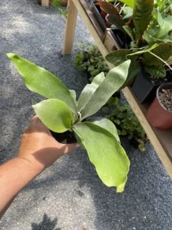 Fern Staghorn Or Platycerium Bifurcatum Netherlands 4 Inch Pot Live Plant 24 Fern Staghorn Or Platycerium Bifurcatum Netherlands 4 Inch Pot Live Plant -Cheap Plantly Store 8AC16C70 2B52 48D3 9F1A BBAB27882869 1 105 c