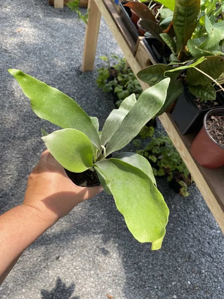 Fern Staghorn Or Platycerium Bifurcatum Netherlands 4 Inch Pot Live Plant 13 Fern Staghorn Or Platycerium Bifurcatum Netherlands 4 Inch Pot Live Plant - Image 11