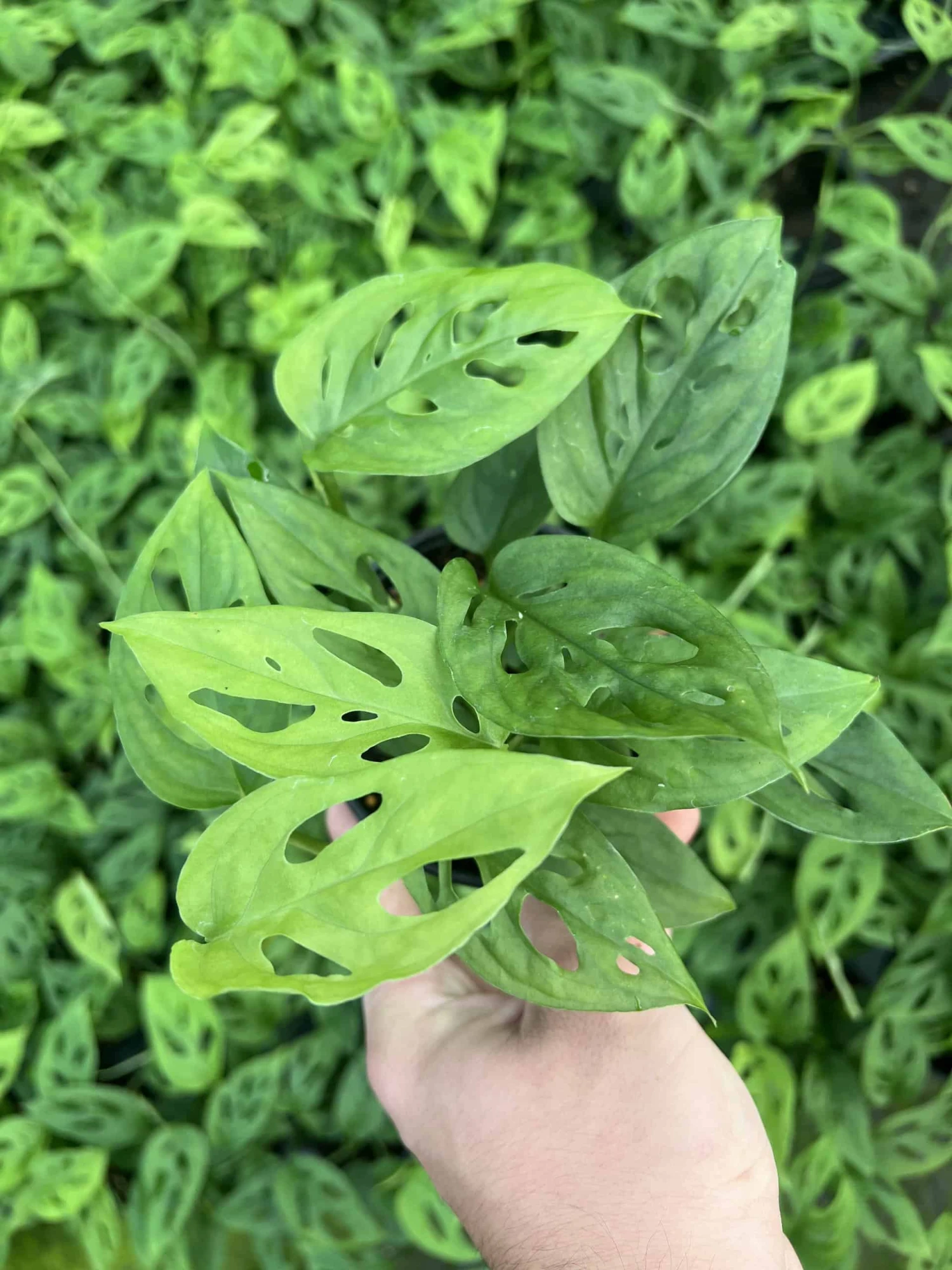 Monstera Adansonii 5 Monstera Adansonii - Image 3