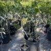 Lisbon Lemon Grafted Tree 3 Feet Tall. Free Shipping -Cheap Plantly Store 8B5DB27B 8276 4C43 8E1D F6B037DA81B2 rotated 1
