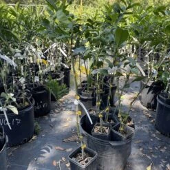 Lisbon Lemon Grafted Tree 3 Feet Tall. Free Shipping