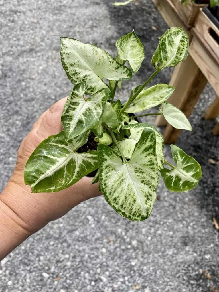 Syngonium Or Arrowhead Plant White Butterfly Variegated 4 Inch Pot Large 9 Syngonium Or Arrowhead Plant White Butterfly Variegated 4 Inch Pot Large - Image 7