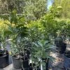Sour Orange Grafted Tree 3 Feet Tall. Free Shipping 1 Sour Orange Grafted Tree 3 Feet Tall. Free Shipping -Cheap Plantly Store 8CCB15FF CFAE 4020 8F18 395900AFD900 rotated 1