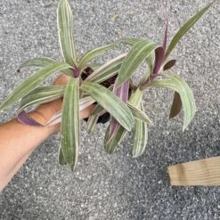 Oyster Plant Tradescantia Spathacea Moses In The Cradle 4" Pot Li -Cheap Plantly Store 8DEBF98A 8A69 4EF1 B1E6 AA203C017CE3 1 201 a
