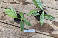 Hoya Pubicalyx Silver Splash 2 Inch Pot Rooted Starter Plant 13 Hoya Pubicalyx Silver Splash 2 Inch Pot Rooted Starter Plant -Cheap Plantly Store 8F4357C9 5D10 4DF9 B136 EB71B7E44DBB 1 201 a