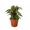 Calathea Rufibarba: The Furry Feather | 4-inch Pot -Cheap Plantly Store 8d62e831 d8ec 5ebd 95c5 fc70847ee9ef 9a2dd249 0583 464d 8d21 51fa34d3507a 695x695