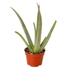 Aloe Vera Plant | Easy-to-Grow Succulent Plant | 6-inch Pot 9 Aloe Vera Plant | Easy-to-Grow Succulent Plant | 6-inch Pot -Cheap Plantly Store 8tP6qPF