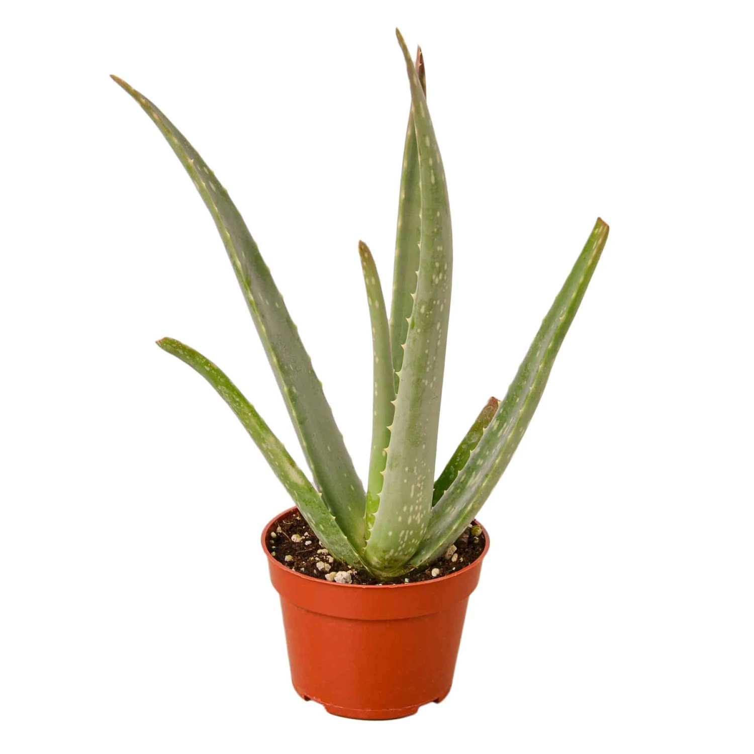 Aloe Vera Plant | Easy-to-Grow Succulent Plant | 6-inch Pot 5 Aloe Vera Plant | Easy-to-Grow Succulent Plant | 6-inch Pot - Image 3