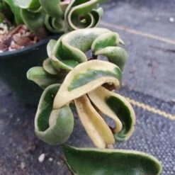 Variegated Hindu Rope Hoya In A 4 Inch Pot -Cheap Plantly Store 9