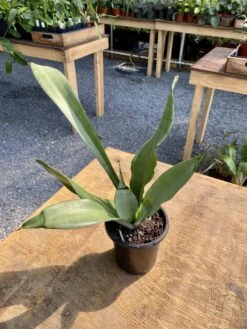 Sansevieria Or Snake Plant Moonshine 4” Pot Live Plant -Cheap Plantly Store 901BE0DF F908 4DB7 954C 5016E658EAA8 1 201 a