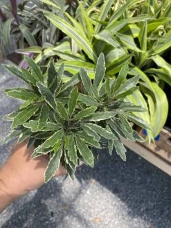 False Aralia Or Dizygotheca Elegantissima Bianca 4" Pot Live Plan -Cheap Plantly Store 90809C84 0550 46FC 87DD 86A064B78917 1 105 c