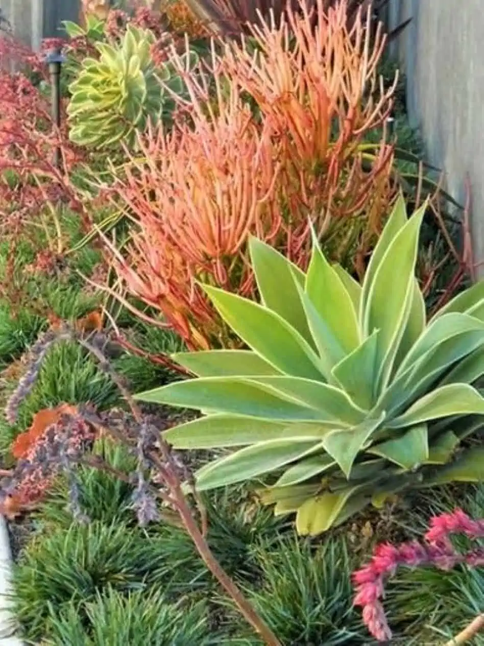 Euphorbia Pencil Firestick Plant Ships Free 4 Euphorbia Pencil Firestick Plant Ships Free - Image 2