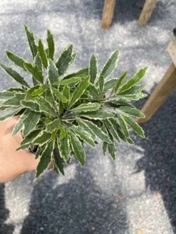 False Aralia Or Dizygotheca Elegantissima Bianca 4" Pot Live Plan -Cheap Plantly Store 91081C90 7A52 432D 9958 CC64DA43F7F3 1 105 c 1