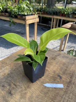 Philodendron Moonlight 2.5 Inch Tall Pot Starter Plant -Cheap Plantly Store 9127FDCE 2248 45D0 8B89 AD7B16FAABFD 1 105 c