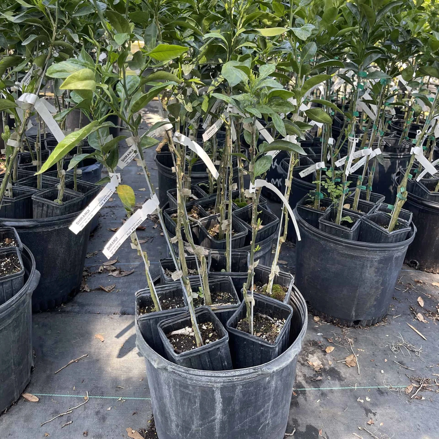 Shiranui (Sumo) Grafted Citrus Tree 3 Feet Tall. Free Shipping 4 Shiranui (Sumo) Grafted Citrus Tree 3 Feet Tall. Free Shipping - Image 2