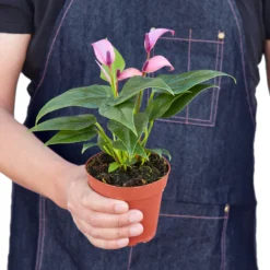 Anthurium Purple | Anthurium Andraeanum | Flowering Houseplant -Cheap Plantly Store 91f39e8b 6970 5d34 b92c 6e13a07a7a09 902x902