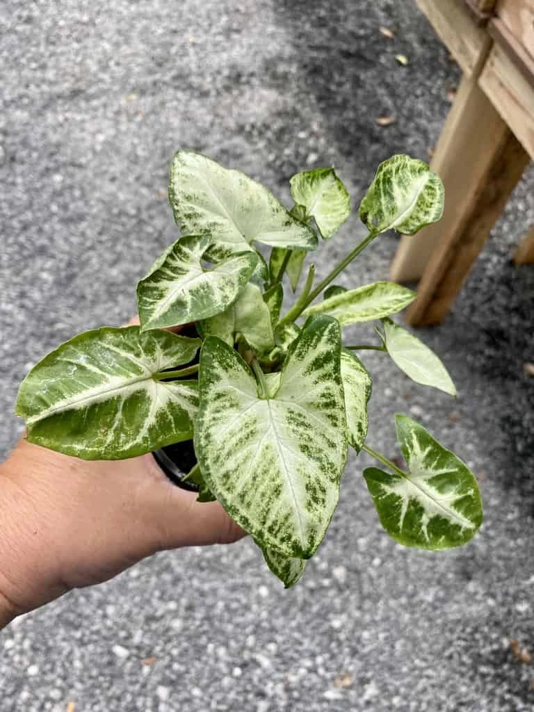 Syngonium Or Arrowhead Plant White Butterfly Variegated 4 Inch Pot Large 3 Syngonium Or Arrowhead Plant White Butterfly Variegated 4 Inch Pot Large