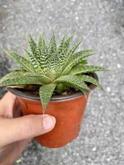 Aloe Aristata Or Lace Aloe 3 Inch Pot Hybrid Aloe Live Starter Pl -Cheap Plantly Store 93426D23 3BBC 4017 AC82 1A75862BBCB6 1 105 c