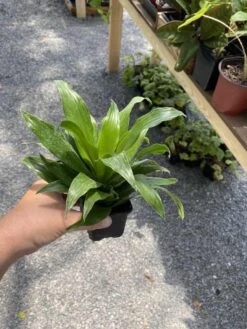 Dracaena Or Dragon Tree Janet Craig Compacta 4 Inch Tall Pot Live -Cheap Plantly Store 9362B8DA 804C 482A 93E0 0972D433D4C9 1 105 c
