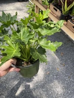 Philodendron Selloum Little Hope 6" Pot Live Plant -Cheap Plantly Store 9438A2DD 872F 47B3 9A50 AD751B571650 1 105 c