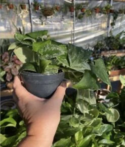 Scindapsus Pictus Or Pothos Satin 4 Pot Live Plant -Cheap Plantly Store 94647F95 920F 4A03 930F A6B59B2DD214 1 201 a