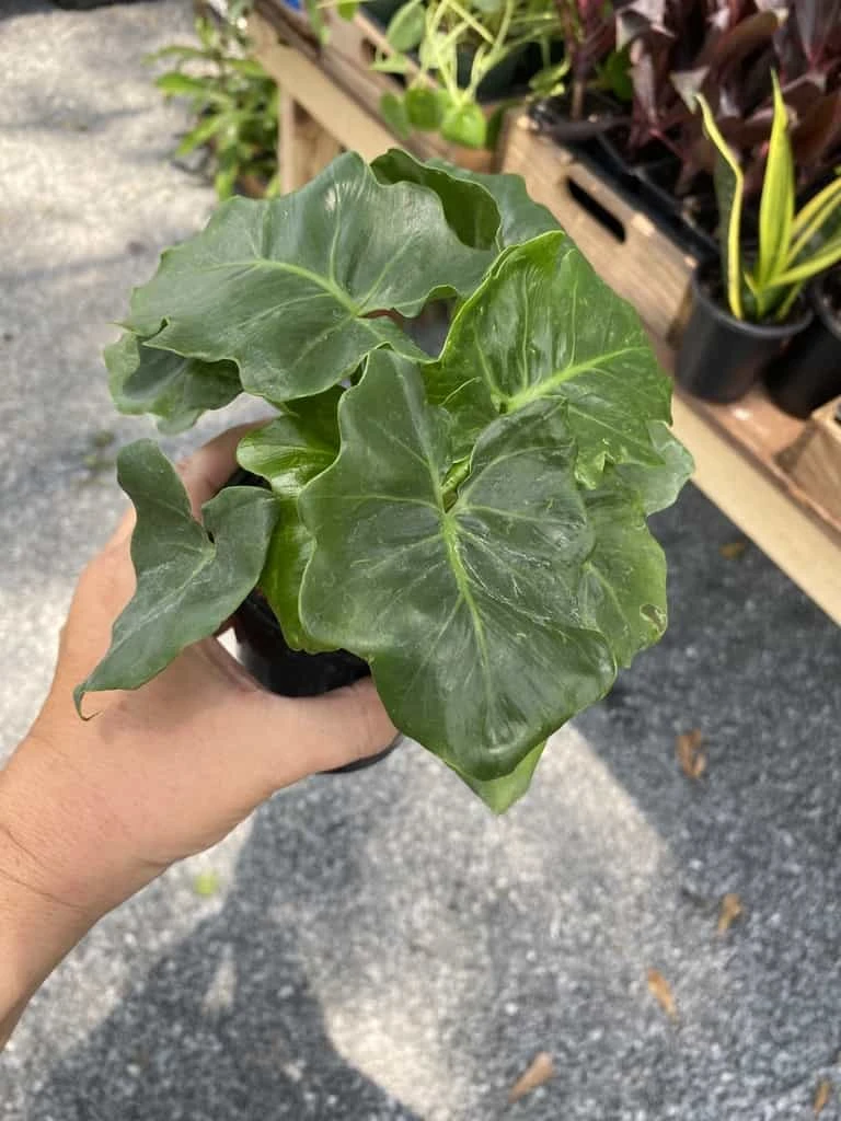 Philodendron Atom Or Thaumatophyllum Bipinnatifidum 4" Pot Live P 9 Philodendron Atom Or Thaumatophyllum Bipinnatifidum 4" Pot Live P - Image 7