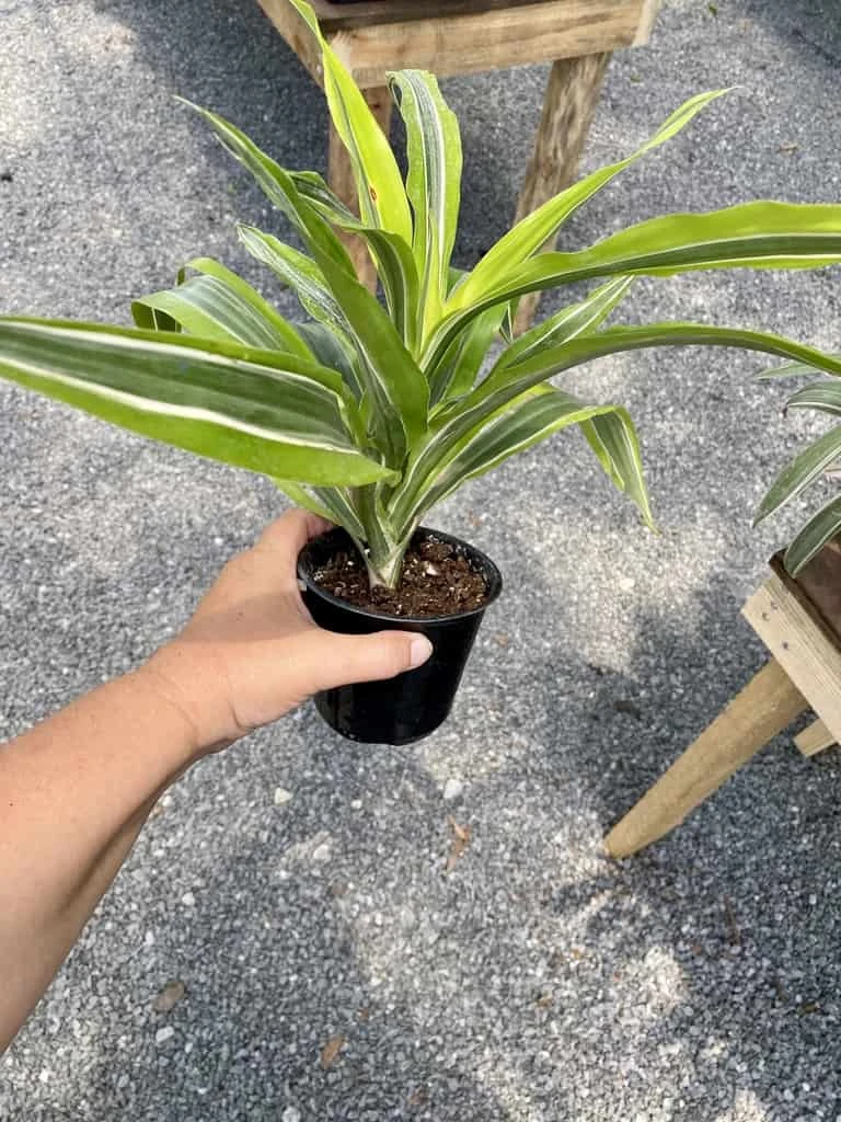 Dracaena Deremensis Or Dragon Tree Lemon Surprise 4 Inch Pot Live Plant 8 Dracaena Deremensis Or Dragon Tree Lemon Surprise 4 Inch Pot Live Plant - Image 6